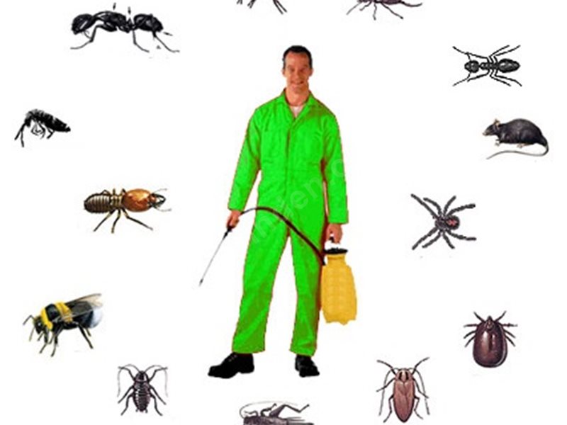 Çakmaklı Böcek İlaçlama